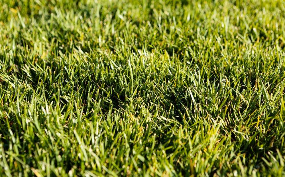 Gazon synthétique haut de gamme